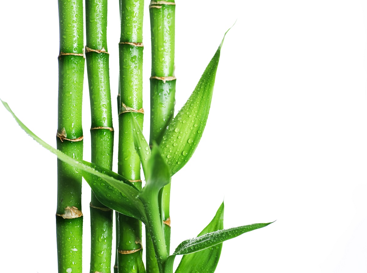 Экстракт бамбука